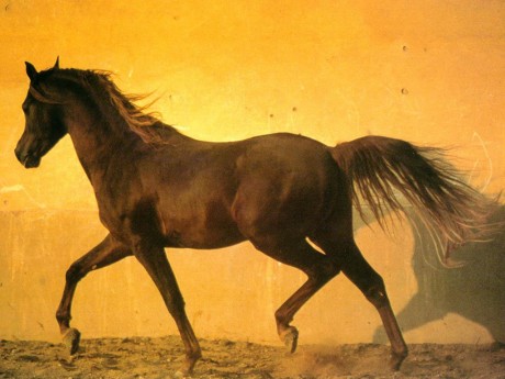 horse4.jpg